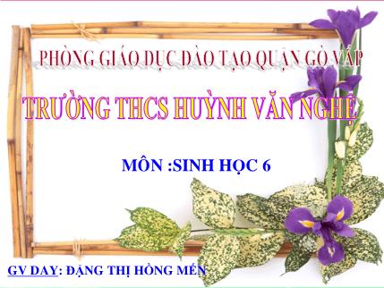 Bài giảng Sinh học Lớp 6 - Bài 19: Đặc điểm bên ngoài của lá - Đặng Thị Hồng Mến