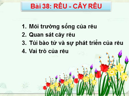 Bài giảng Sinh học Lớp 6 - Bài 38: Rêu - Cây rêu