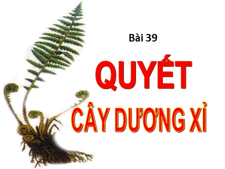 Bài giảng Sinh học Lớp 6 - Bài 39: Quyết - Cây dương xỉ