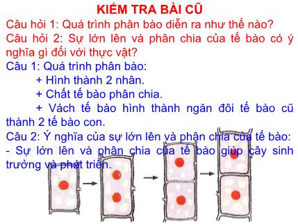 Bài giảng Sinh học Lớp 6 - Tiết 8, Bài 9: Các loại rễ, các miền của rễ