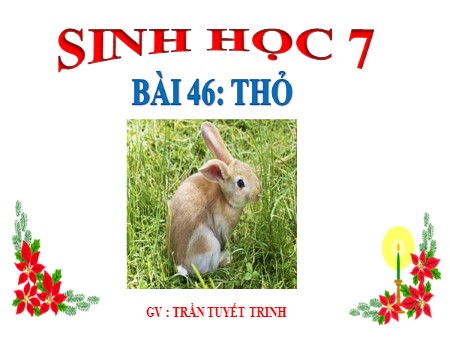 Bài giảng Sinh học Lớp 7 - Bài 46: Thỏ