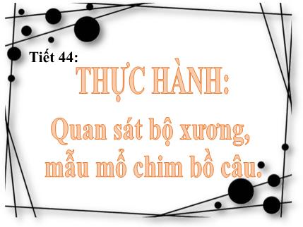 Bài giảng Sinh học Lớp 7 - Tiết 44: Thực hành: Quan sát bộ xương, mẫu mổ chim bồ câu