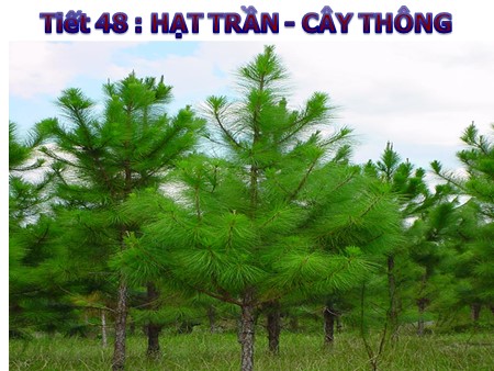 Giáo án Sinh học Lớp 6 - Tiết 48: Hạt trần - Cây thông