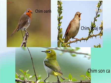 Bài giảng Âm nhạc Lớp 1 - Tiết 2: Học bài hát Thật là hay - Trần Thị Thanh Tình