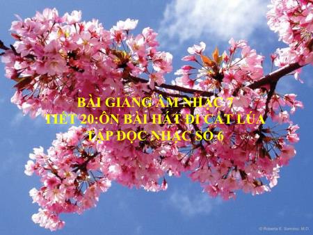 Bài giảng Âm nhạc Lớp 7 - Tiết 20: Ôn tập bài hát Đi cắt lúa. Tập đọc nhạc số 6