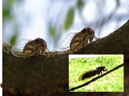 Bài giảng Âm nhạc Lớp 7 - Tiết 29: Học bài hát Tiếng ve gọi hè. Bài đọc thêm Xuất xứ một bài ca