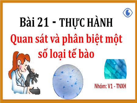 Bài giảng Khoa học tự nhiên 6 (Kết nối tri thức) - Chương V: Tế bào - Bài 21: Thực hành Quan sát và phân biệt một số loại tế bào