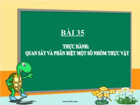 Bài giảng Khoa học tự nhiên 6 (Kết nối tri thức) - Chương VII: Đa dạng thế giới sống - Bài 35: Thực hành Quan sát và phân biệt mốt số nhóm thực vật