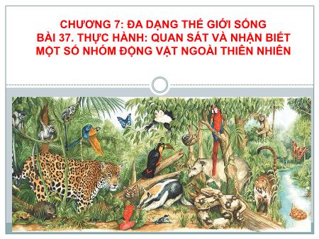 Bài giảng Khoa học tự nhiên 6 (Kết nối tri thức) - Chương VII: Đa dạng thế giới sống - Bài 37: Thực hành Quan sát và nhận biết một số nhóm động vật ngoài thiên nhiên