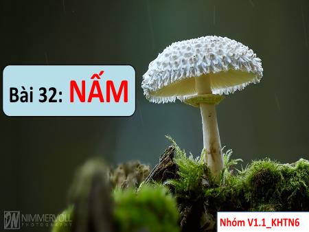 Bài giảng Khoa học tự nhiên 6 (Kết nối tri thức) - Chương VII: Đa dạng thế giới sống - Bài 32: Nấm