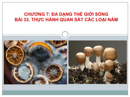 Bài giảng Khoa học tự nhiên 6 (Kết nối tri thức) - Chương VII: Đa dạng thế giới sống - Bài 33: Thực hành Quan sát các loại nấm