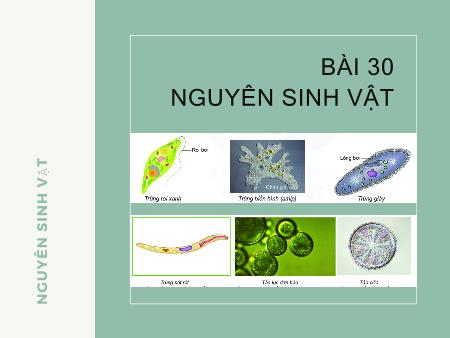 Bài giảng Khoa học tự nhiên 6 (Kết nối tri thức) - Chương VII: Đa dạng thế giới sống - Bài 30: Nguyên sinh vật