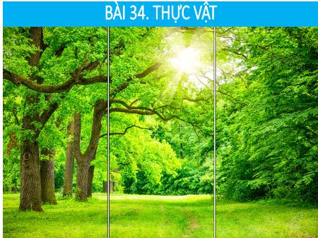 Bài giảng Khoa học tự nhiên 6 (Kết nối tri thức) - Chương VII: Đa dạng thế giới sống - Bài 34: Thực vật