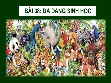 Bài giảng Khoa học tự nhiên 6 (Kết nối tri thức) - Chương VII: Đa dạng thế giới sống - Bài 38: Đa dạng sinh học
