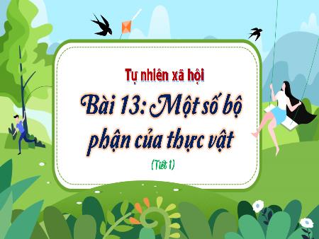 Bài giảng môn Tự nhiên và Xã hội Lớp 3 (Kết nối tri thức) - Chủ đề 4: Thực vật và động vật - Bài 13: Một số bộ phận của thực vật - Năm học 2024-2025