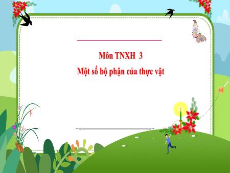 Bài giảng Tự nhiên và Xã hội Lớp 3 (Kết nối tri thức) - Chủ đề 4: Thực vật và động vật - Bài 13: Một số bộ phận của thực vật - Năm học 2024-2025